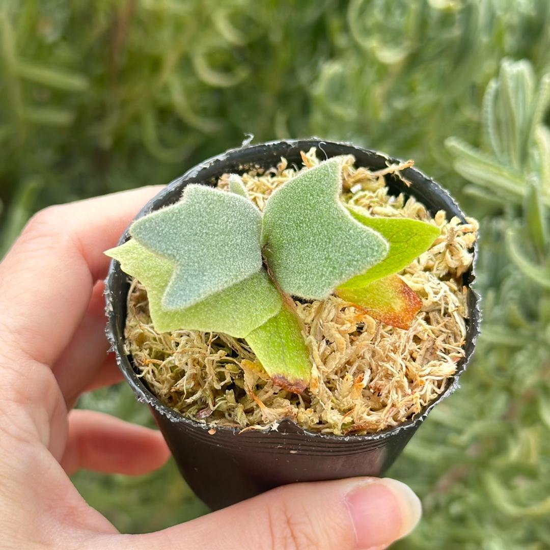 ビカクシダ P.willinckii Frosty Maiden Spore 02