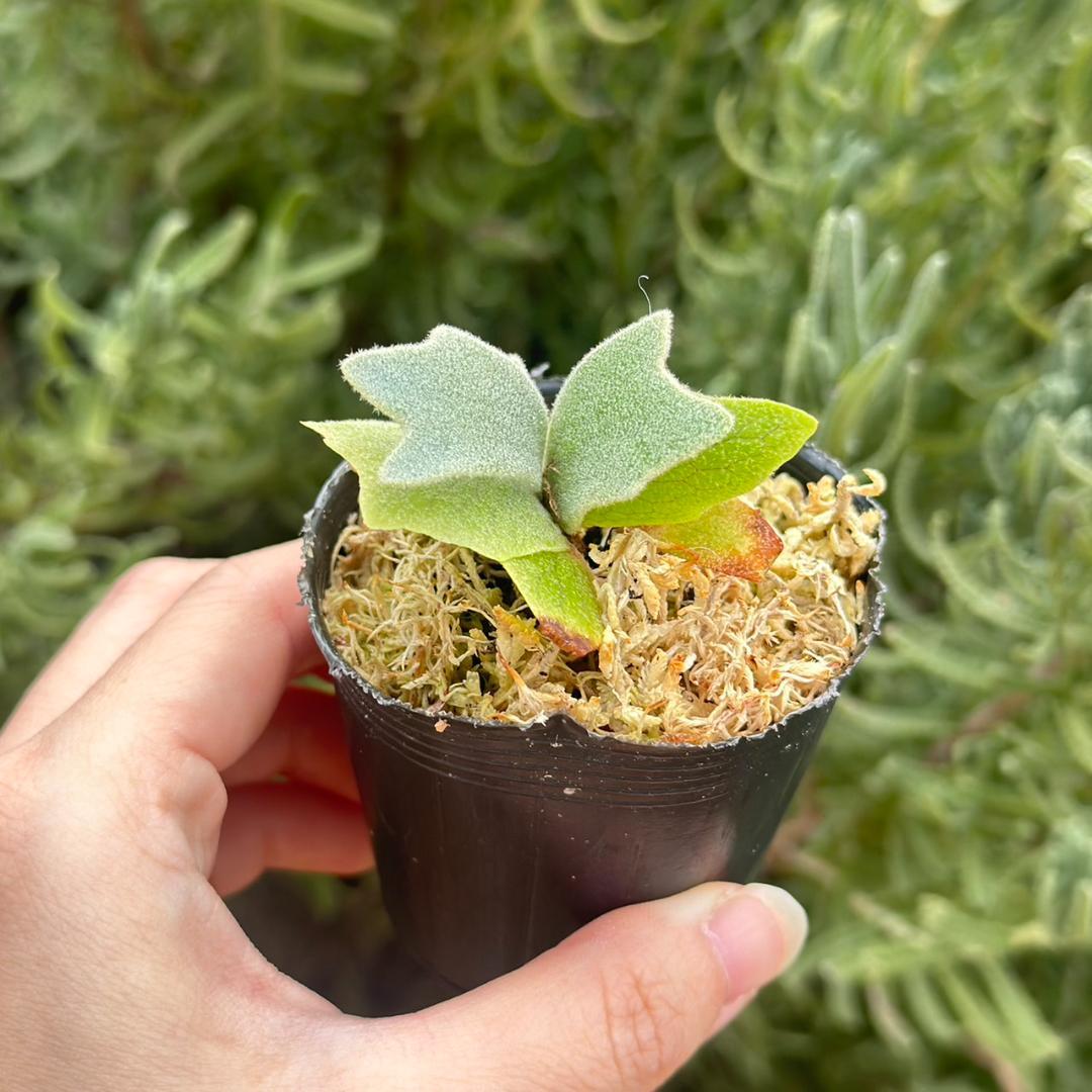 ビカクシダ P.willinckii Frosty Maiden Spore 02