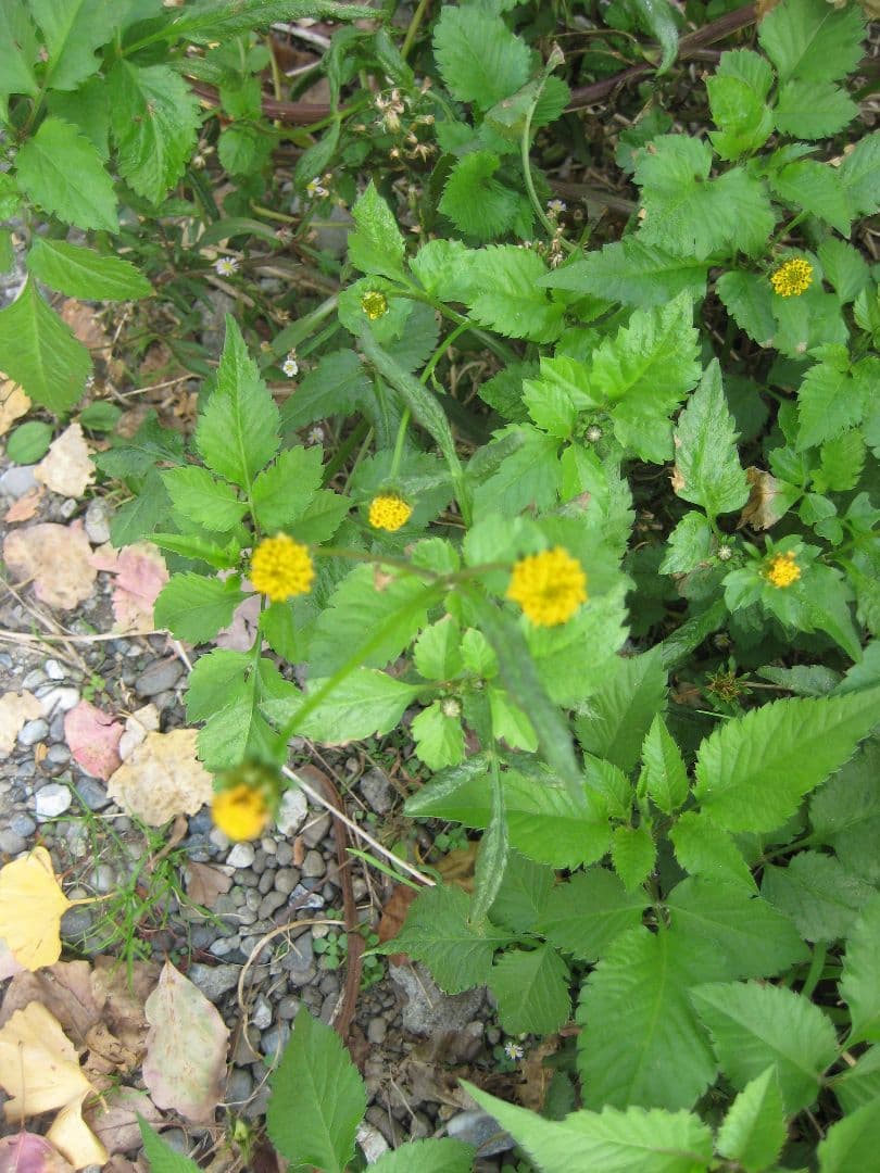 Canon IXY DIGITAL10 PC1228コンデジ デジカメ