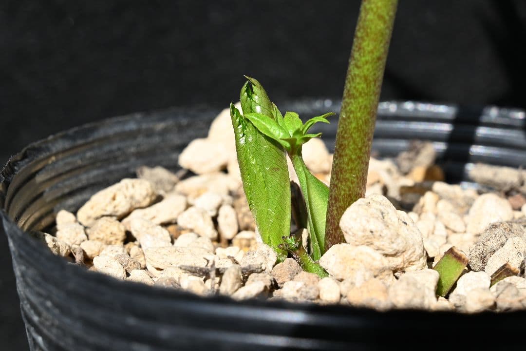 クリスマスローズ　珍品！グリーン多弁　加藤農園