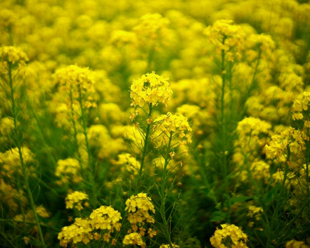 銘レンズFujinon 45mm Fujinon1.8 和製ズミクロン