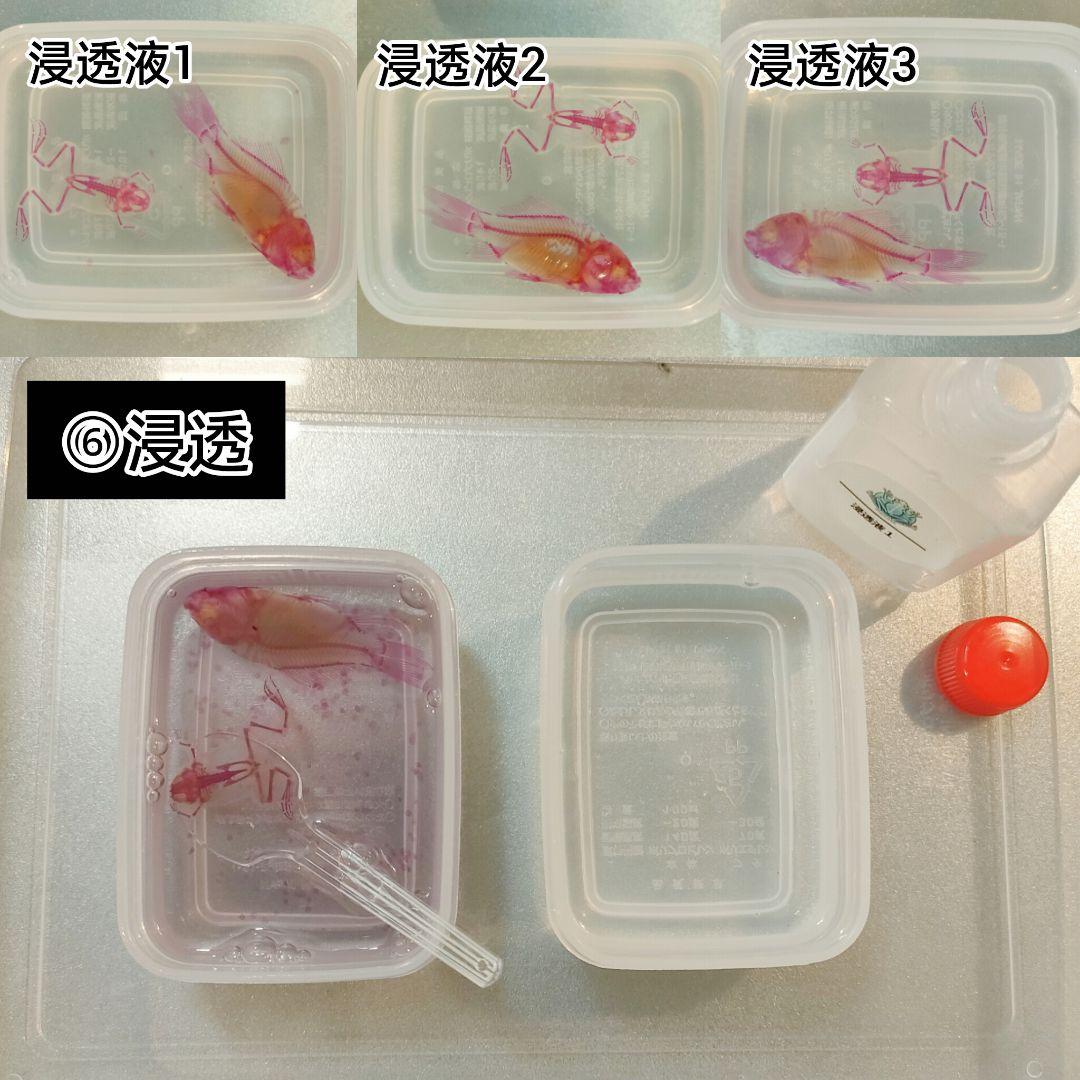 【透明標本作製キット】(上級) 20点　自由研究 学習教材 改良版