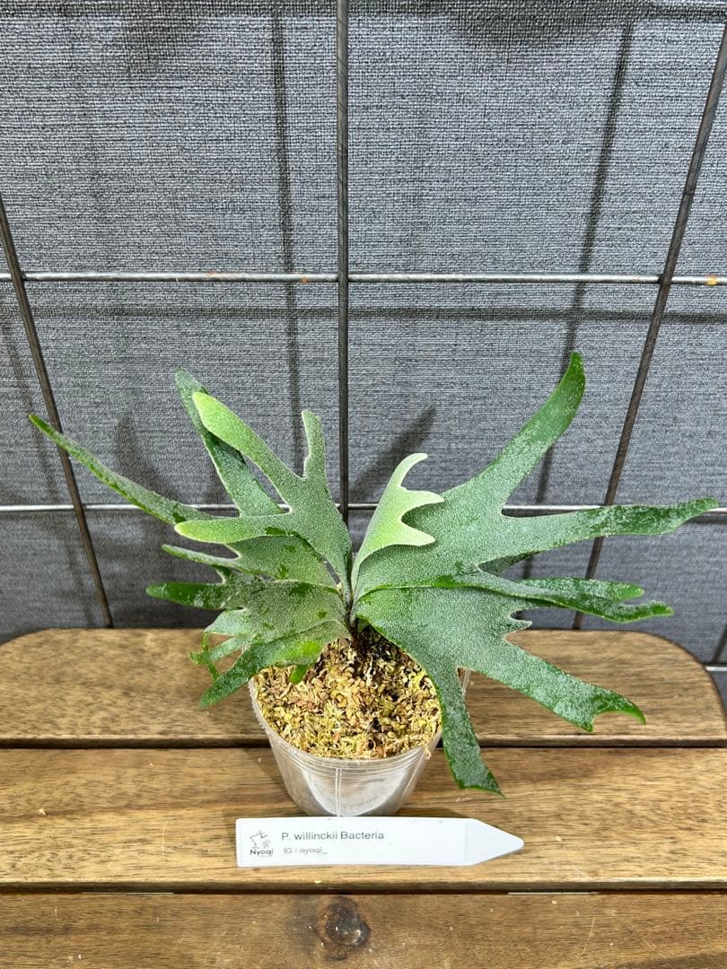 mape おまとめP. Bacteria (TC)【51】【41】【40】