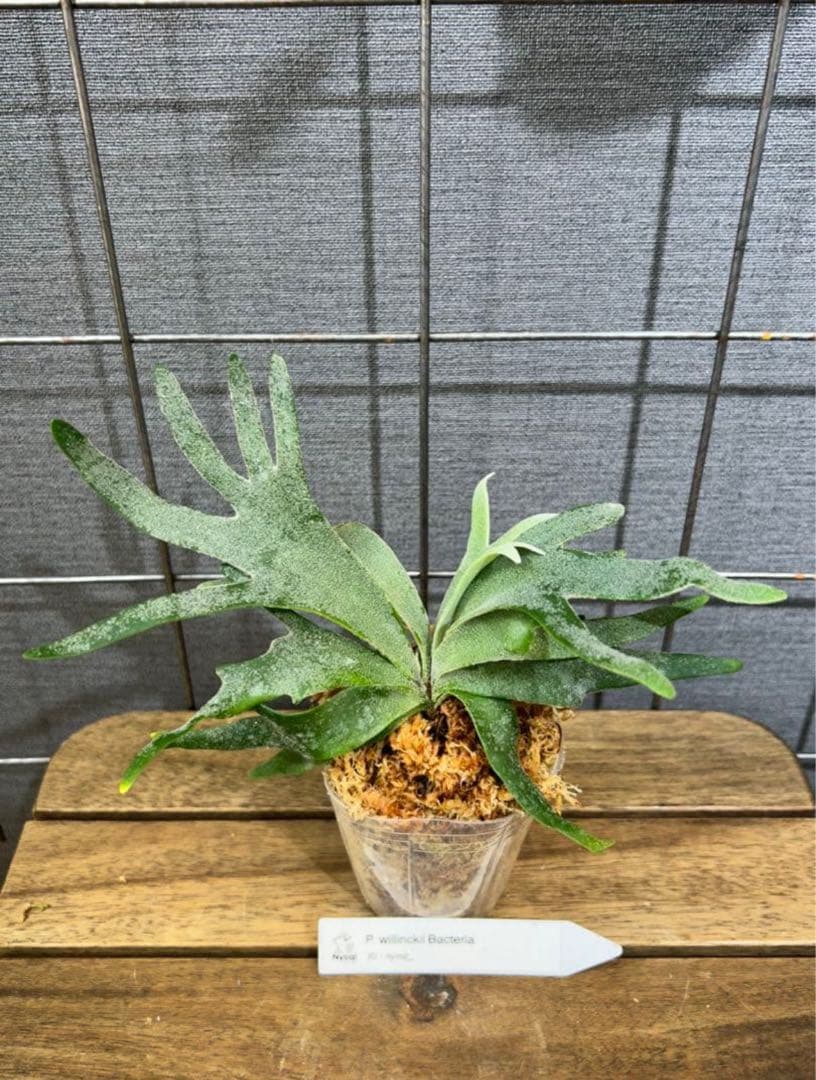 mape おまとめP. Bacteria (TC)【51】【41】【40】