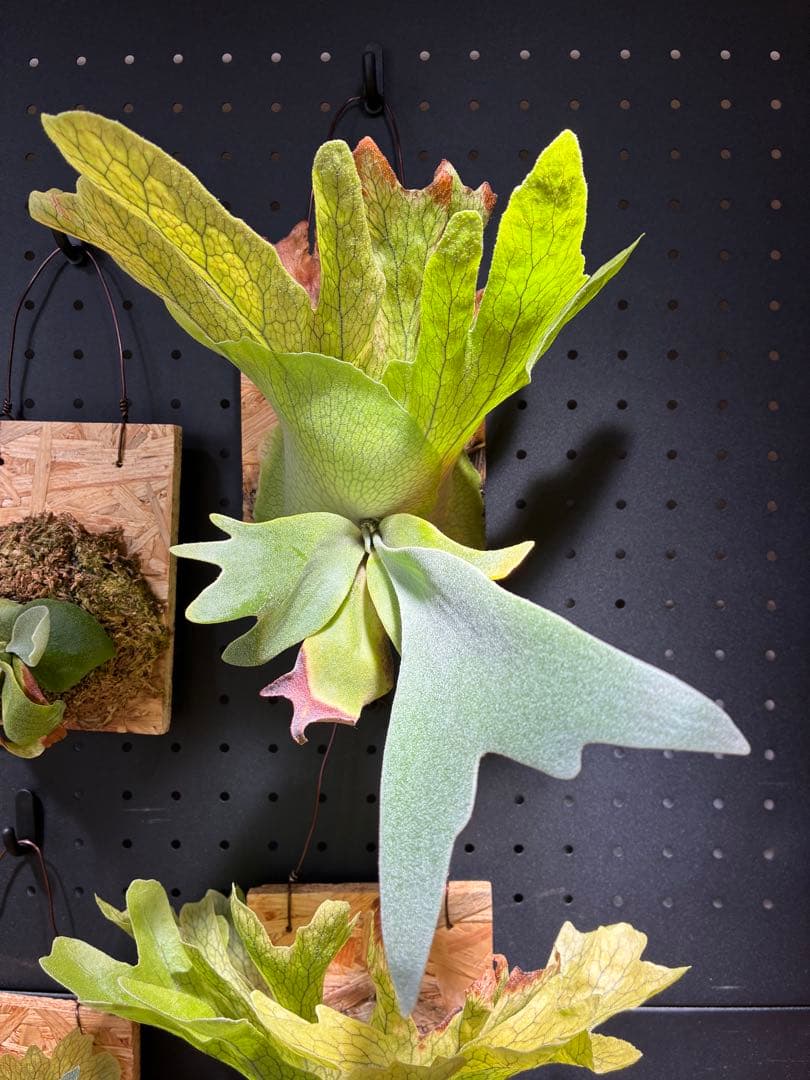 ご*ら様 Platycerium Willinckii 'Nano'