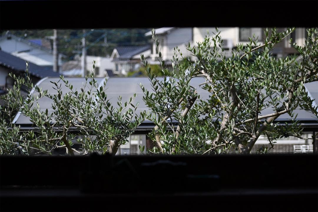 【作例有】ニコンAF-P DX 70-300mm f4.5-6.3G VR 美品