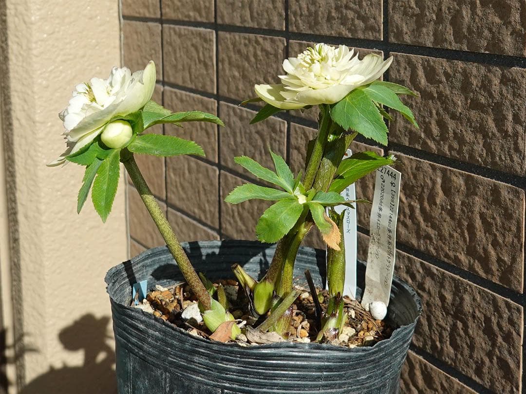 クリスマスローズ sd モーリー 良形