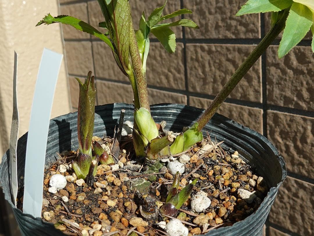 クリスマスローズ sd モーリー 良形