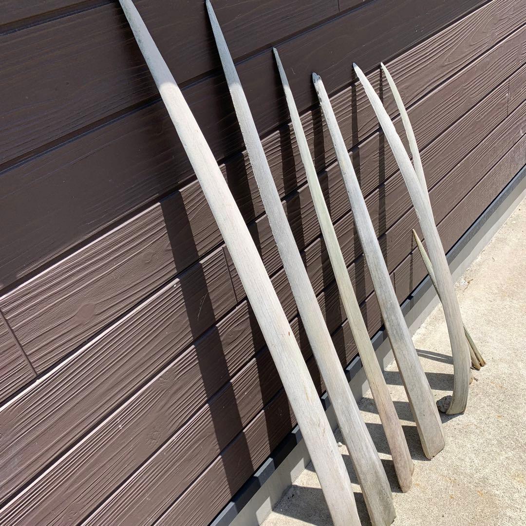 カジキ 角 1m超え