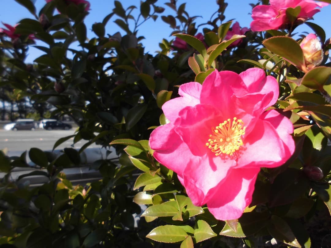 実写美⭕️【動作確認済】CASIO EXILIM EX-Z770