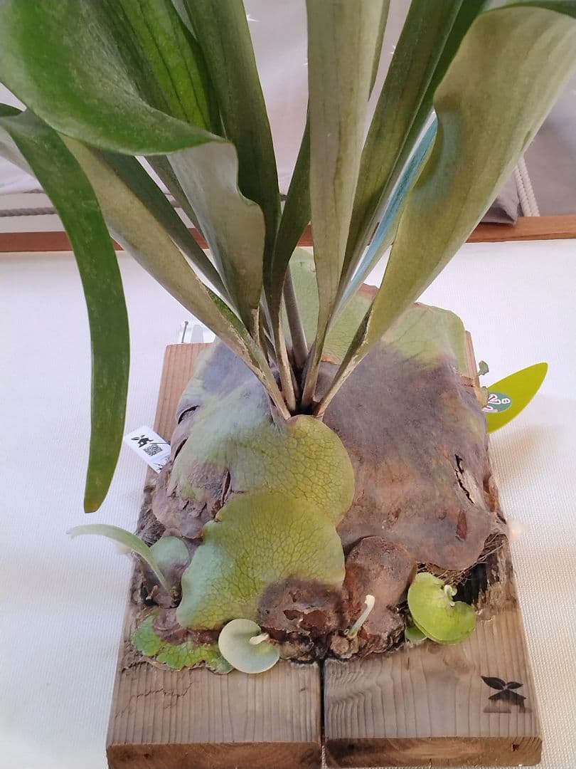 ビカクシダ 板付 観葉植物