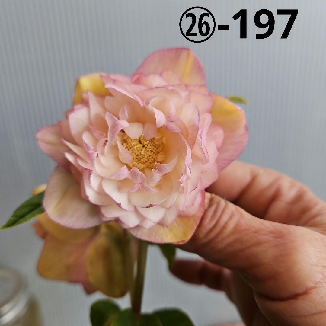 KinaRi様ご購入苗㉖-197㉖-204クリスマスローズ