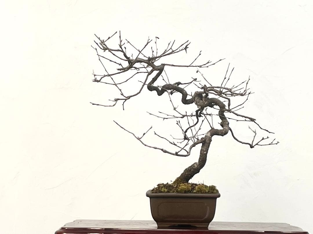 三河盆栽　フジザクラ　盆栽　さくら