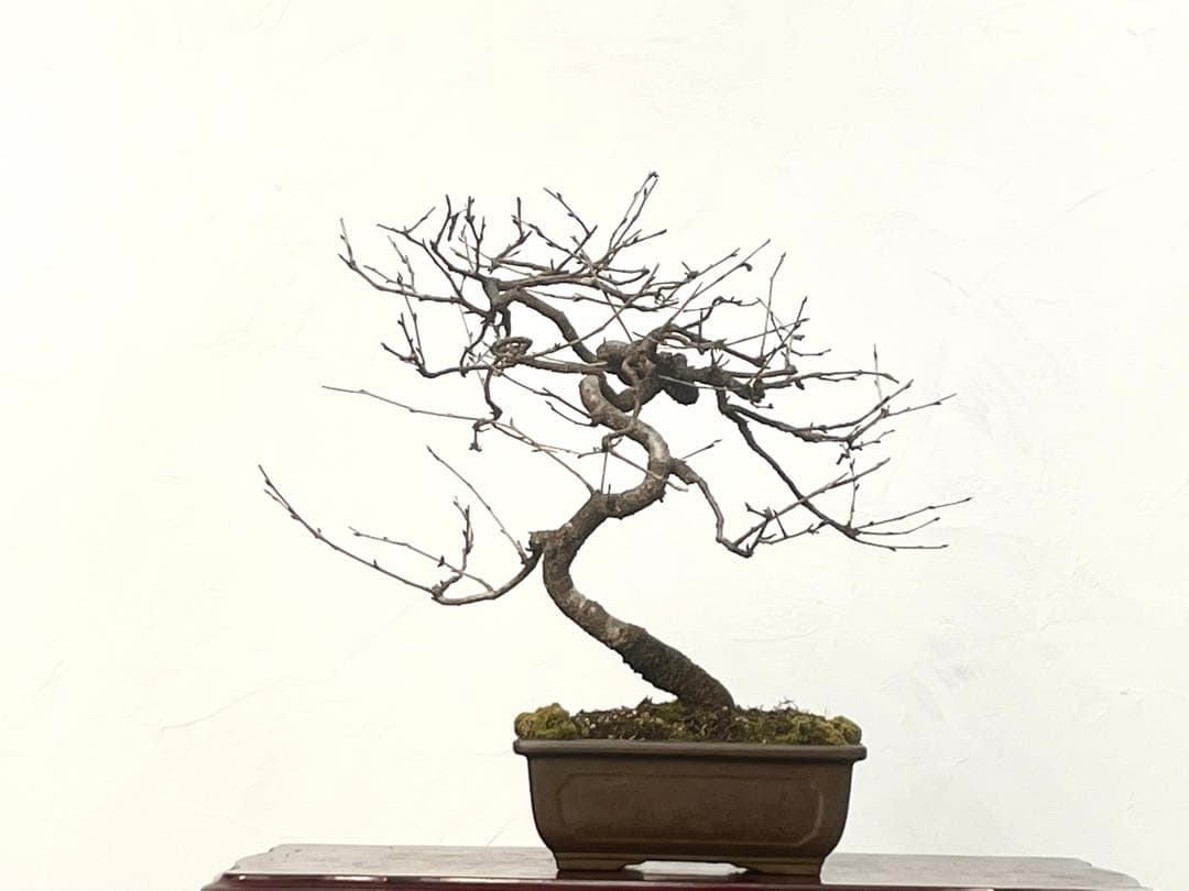 三河盆栽　フジザクラ　盆栽　さくら