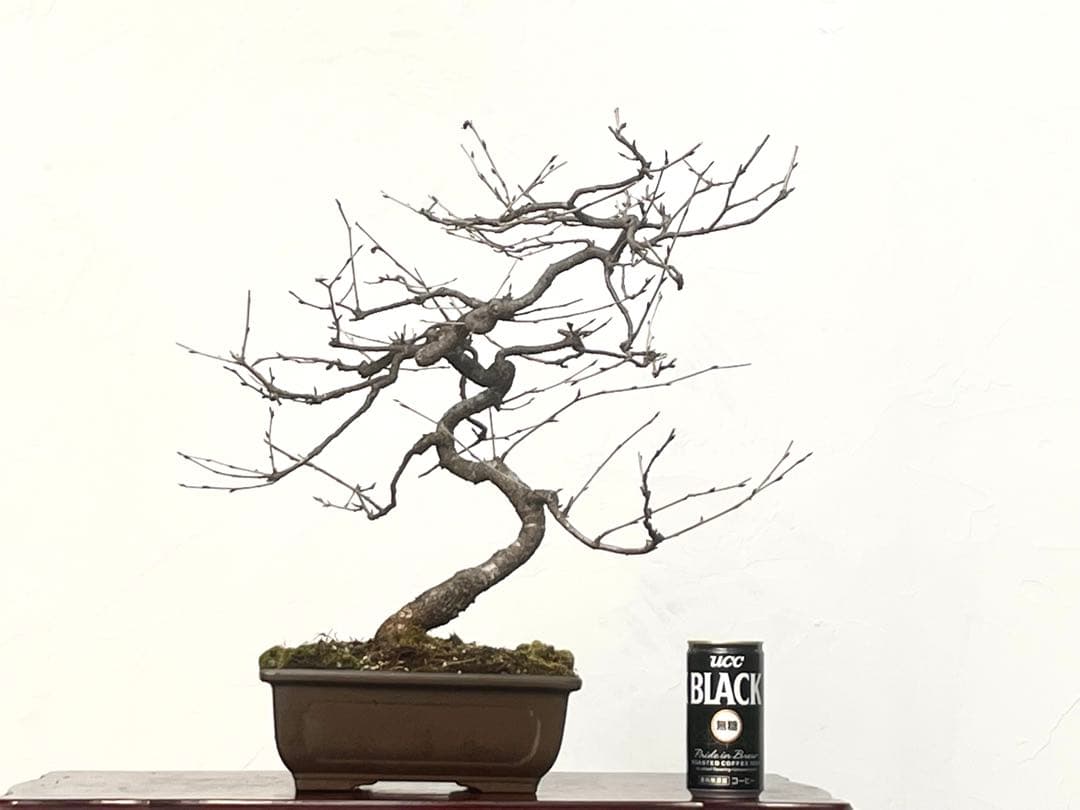 三河盆栽　フジザクラ　盆栽　さくら