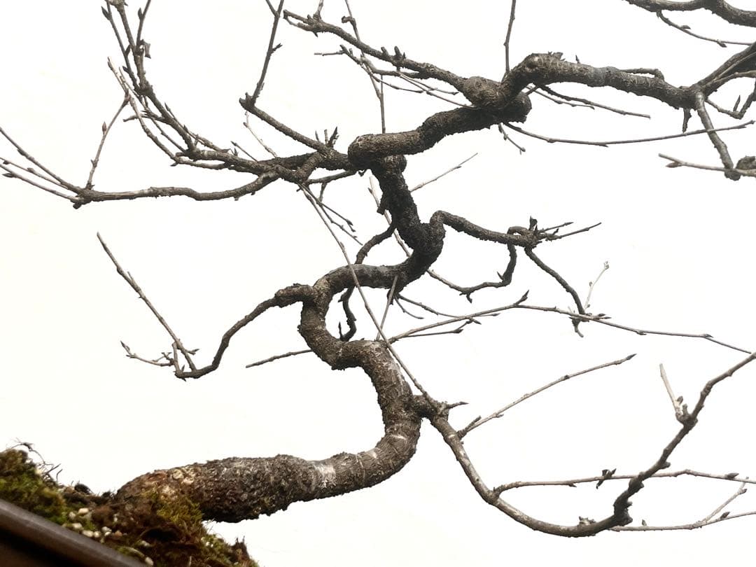 三河盆栽　フジザクラ　盆栽　さくら