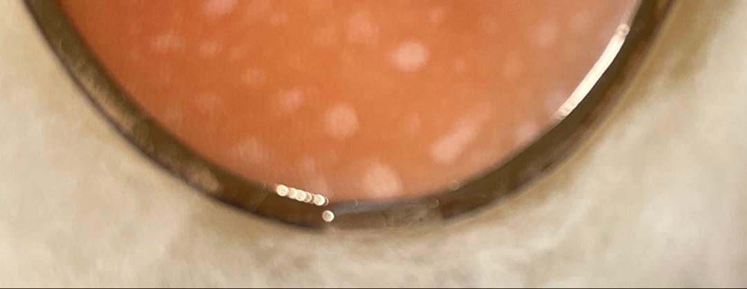 未使用品【イタリアローマのカメオ専門店で購入】カメオブローチ 女性の横顔 花