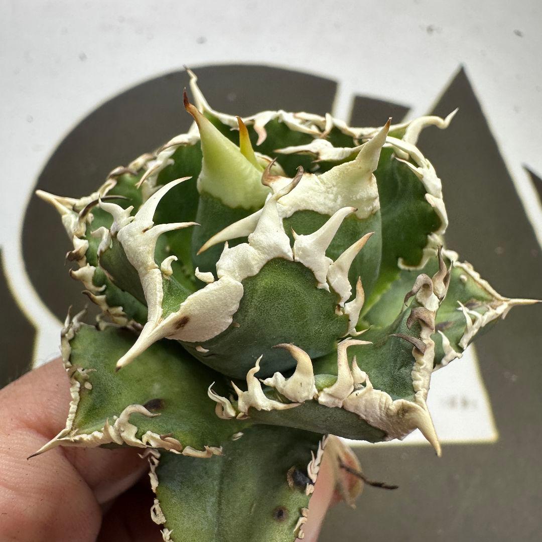 664【上澳園芸】 アガベ チタノタ shangao-008 白豪棘