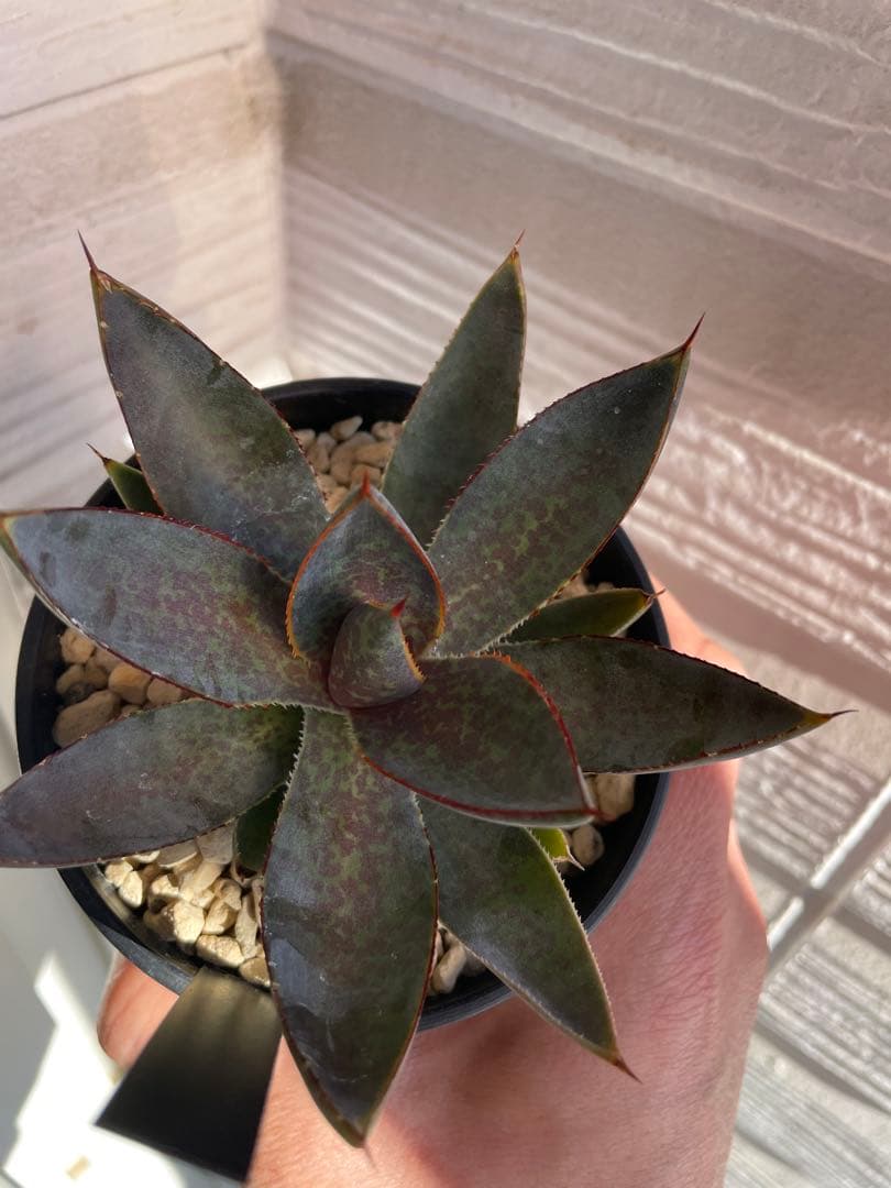 専用です。瀧雷血后と姫嚴龍x姫雷帝