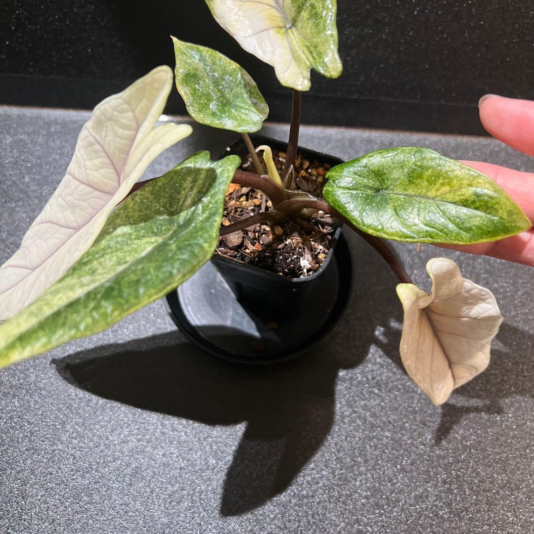 アロカシア スカルプラム ミント 芋