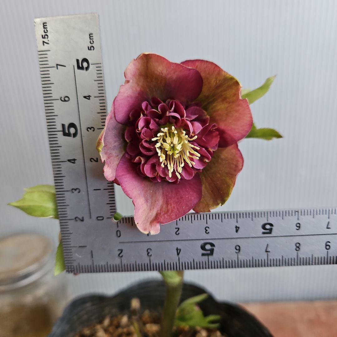 bonobono様ご購入苗㉖-166㉖-180クリスマスローズ