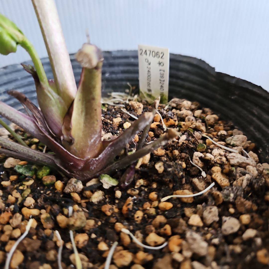 bonobono様ご購入苗㉖-166㉖-180クリスマスローズ