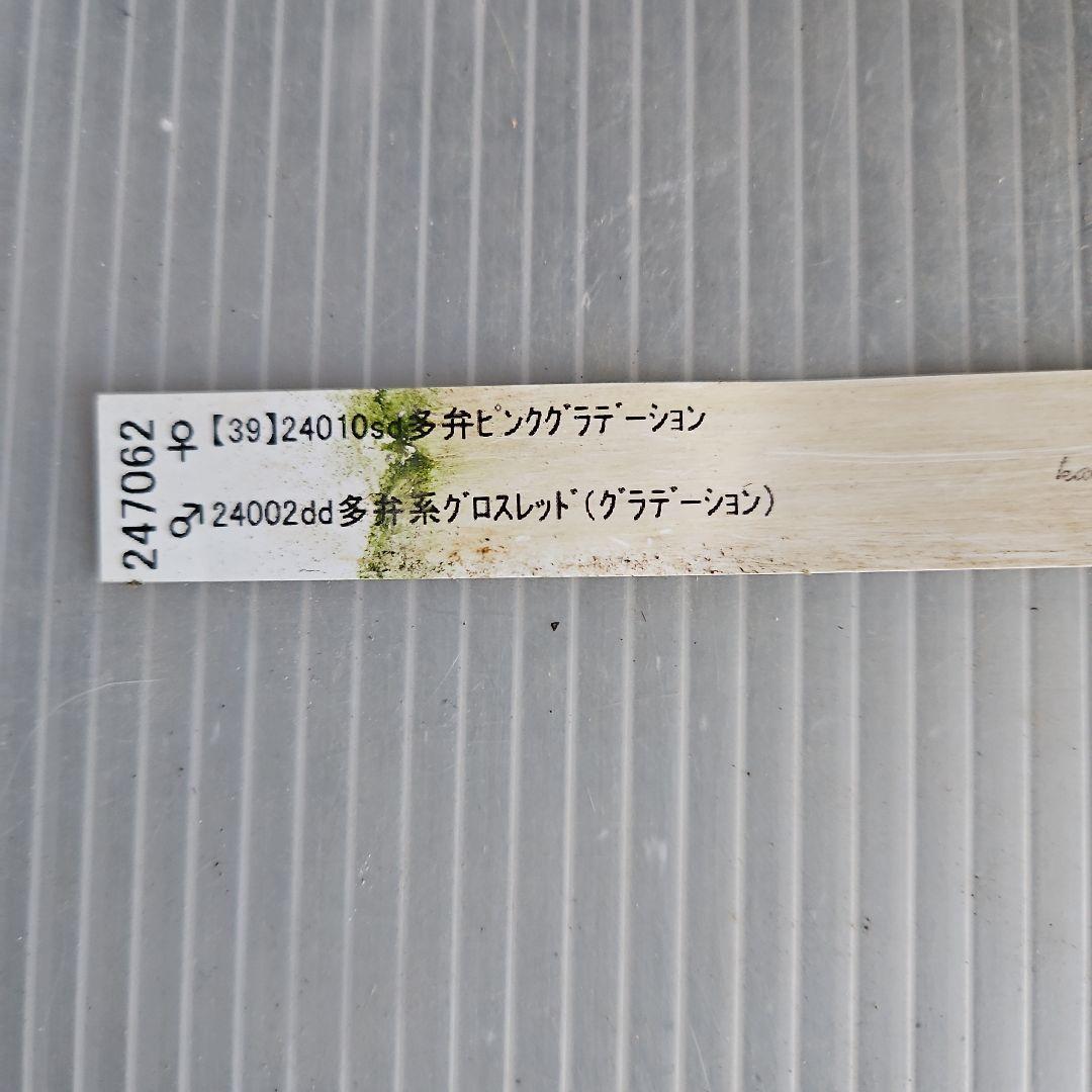 bonobono様ご購入苗㉖-166㉖-180クリスマスローズ