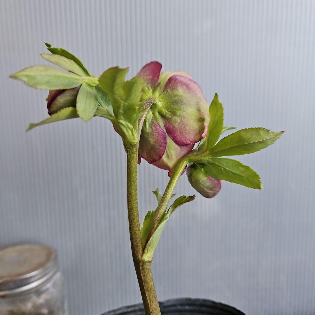 bonobono様ご購入苗㉖-166㉖-180クリスマスローズ