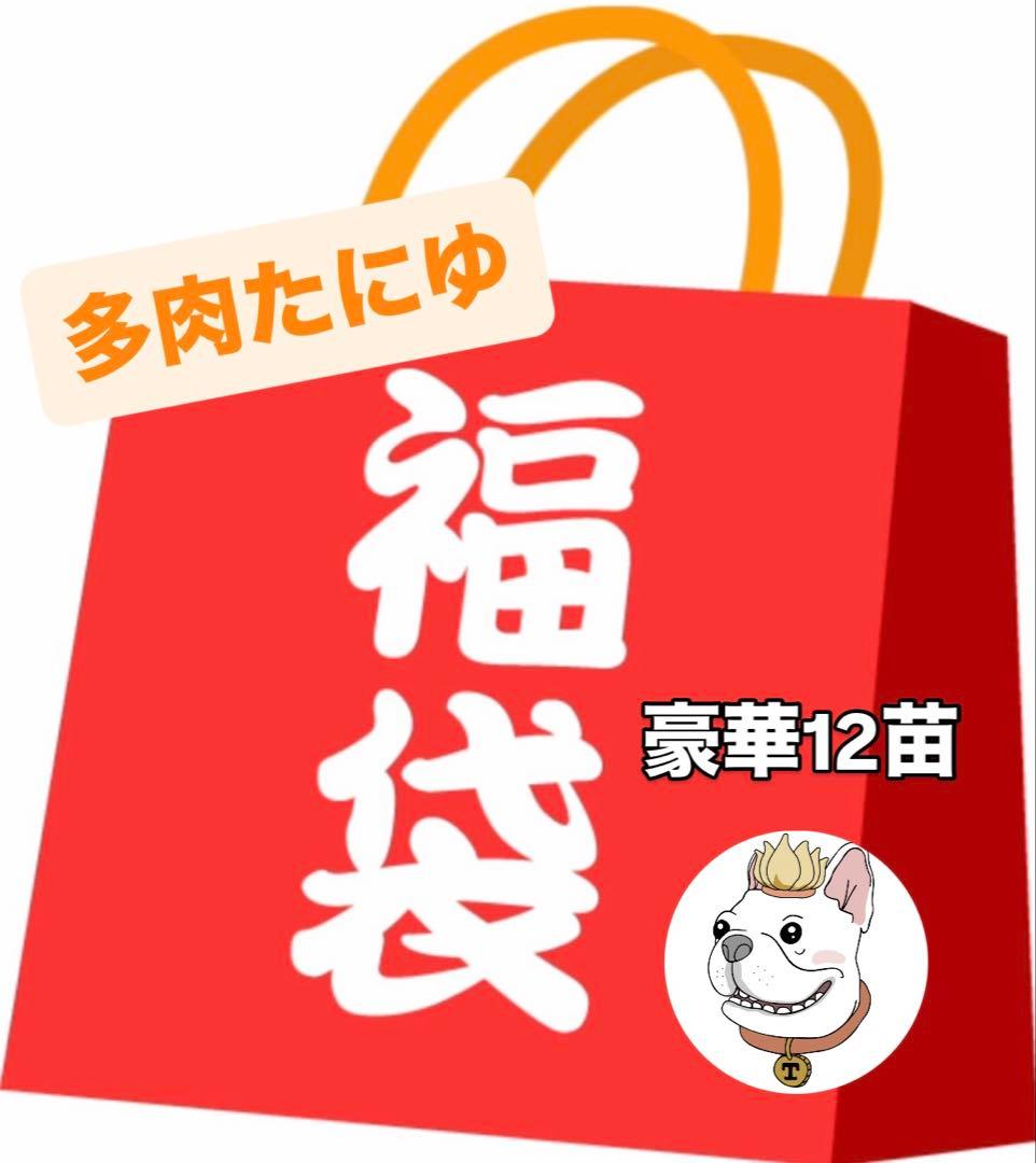 2026多肉福袋　豪華12苗