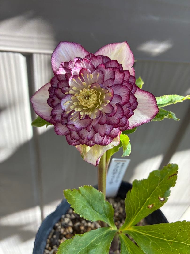 ♡認定♡アフロディーテ　極上整形花！！