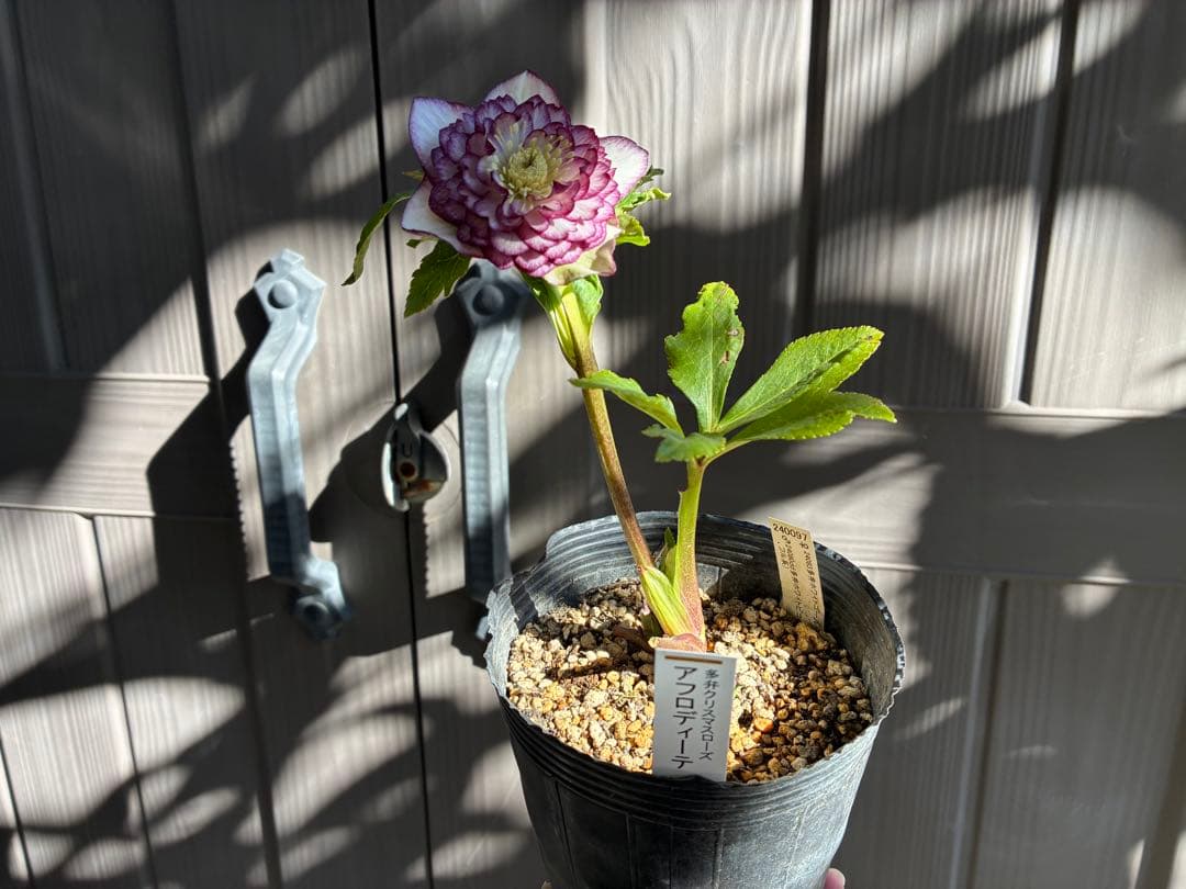 ♡認定♡アフロディーテ　極上整形花！！