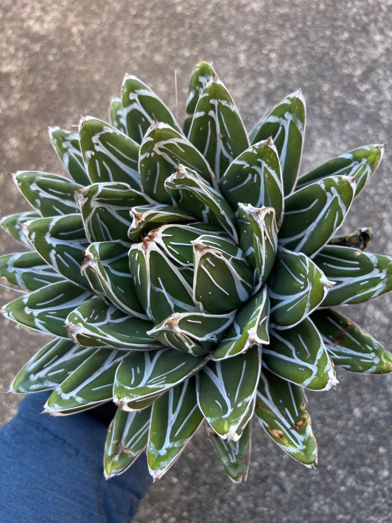 アガベ　笹の雪　子株販売　極上株