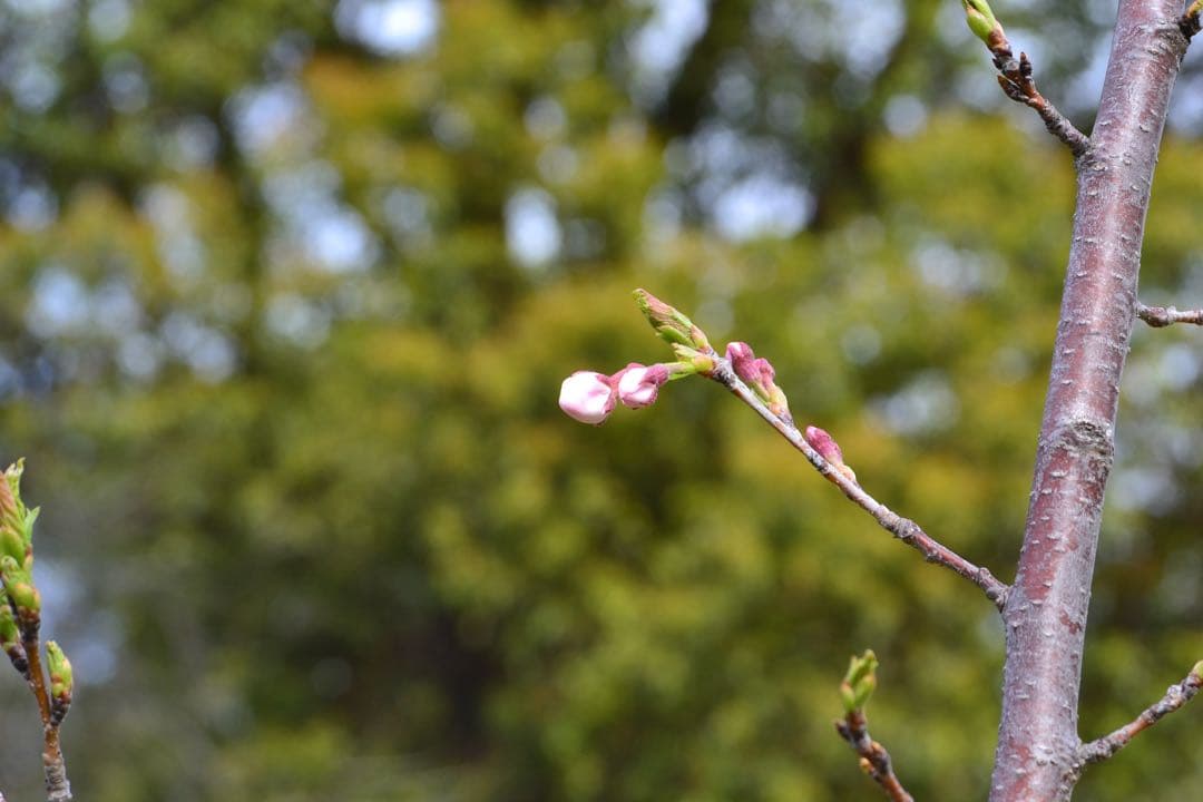 Nikon ニコン D3100 望遠レンズキット