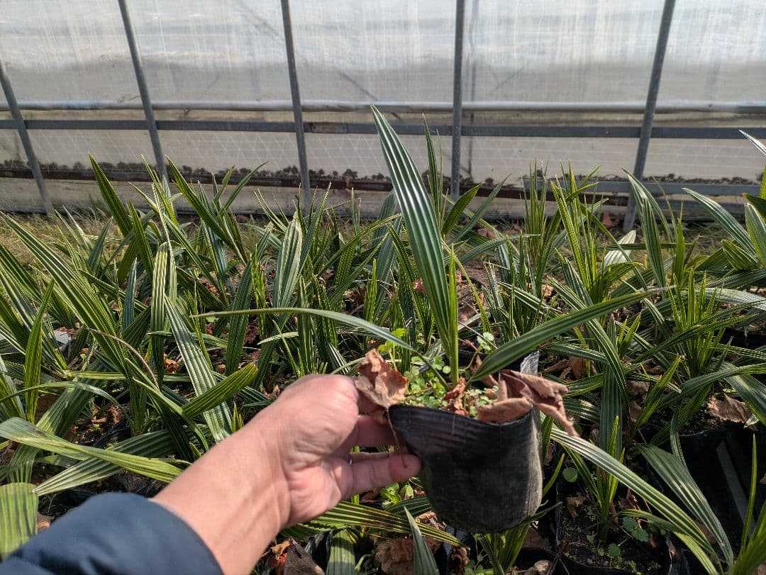 残りわずか　カナリーヤシ50株