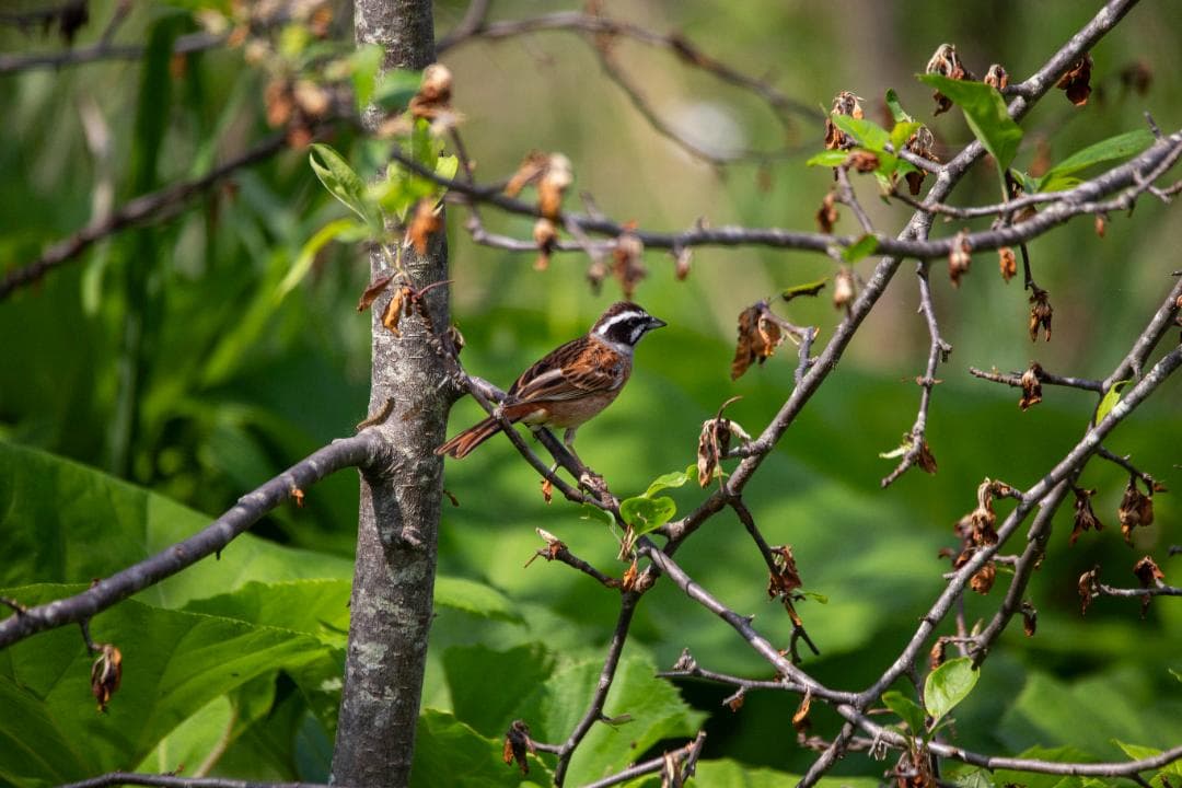SIGMA 150-600mm F5-6.3 DG OS HSM キャノン