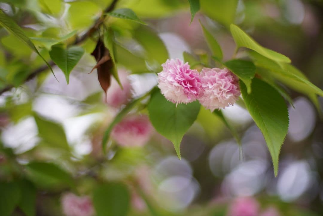 【良品】Nikon Ai-s 50mm f1.4 初期不良保証付き