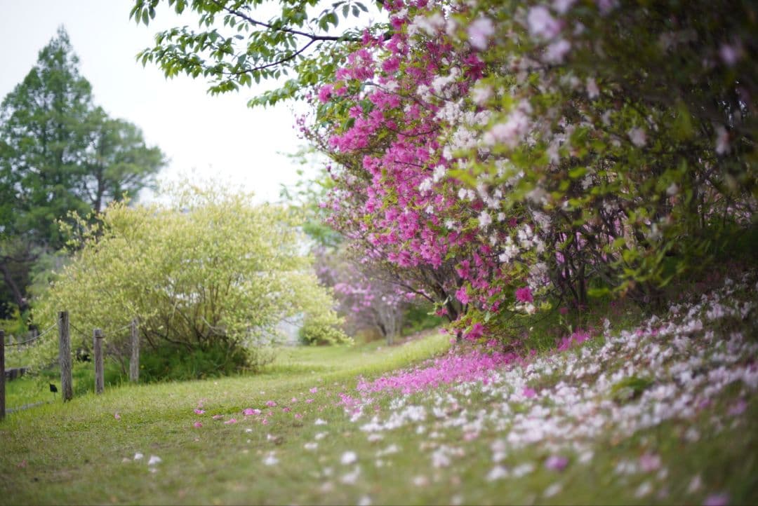 【良品】Nikon Ai-s 50mm f1.4 初期不良保証付き