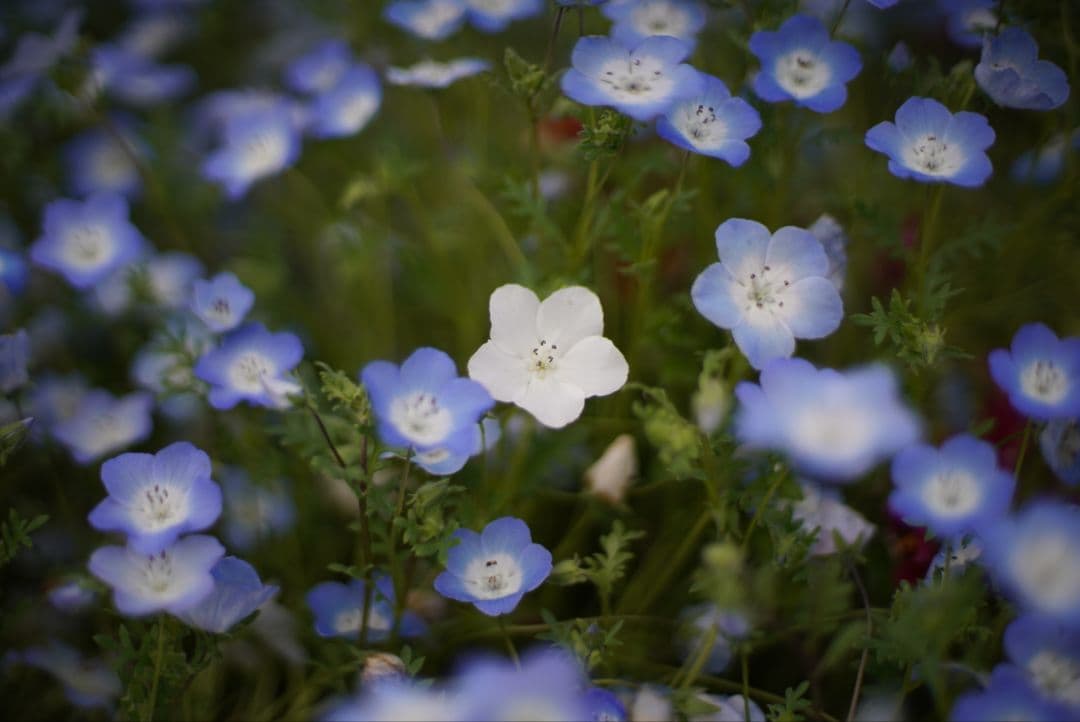 【良品】Nikon Ai-s 50mm f1.4 初期不良保証付き