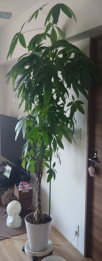 【引取限定】パキラ 観葉植物