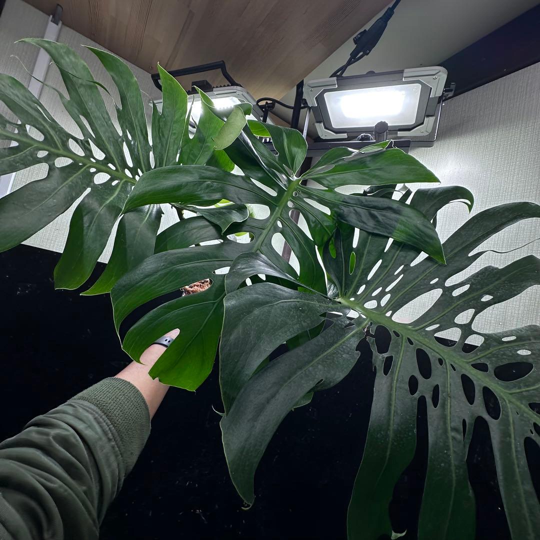 あ*さ様 モンステラデリシオーサマクロコズム超希少系統鉢植え71㎝