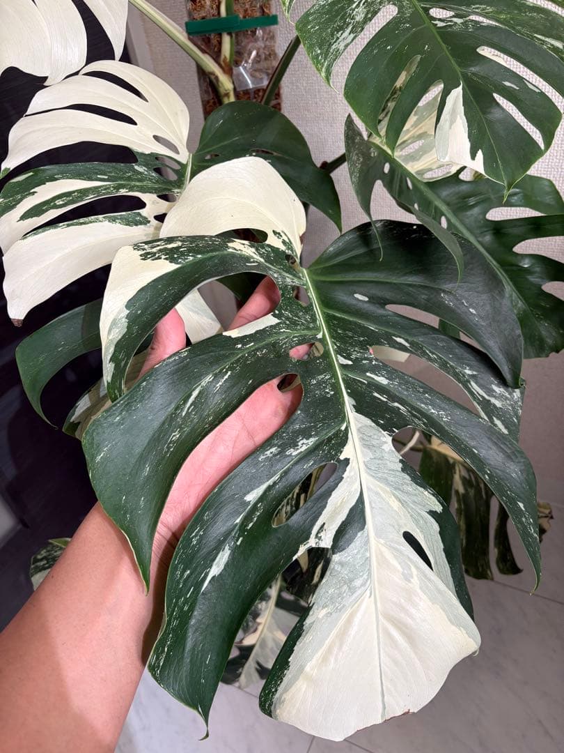 引き取り限定！大株　モンステラ　ボルシギアナ　ホワイトタイガー　斑入り