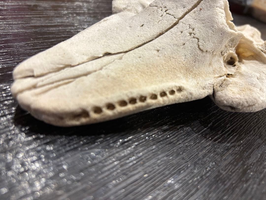 イルカ　クジラ　標本 約20cm 詳細な骨構造