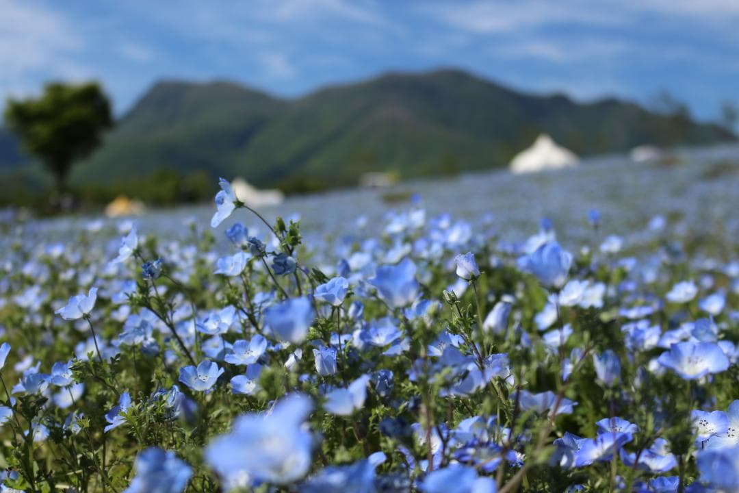 【希少色】【ほぼ未使用】Canon EOS Kiss X9 一眼レフ ホワイト