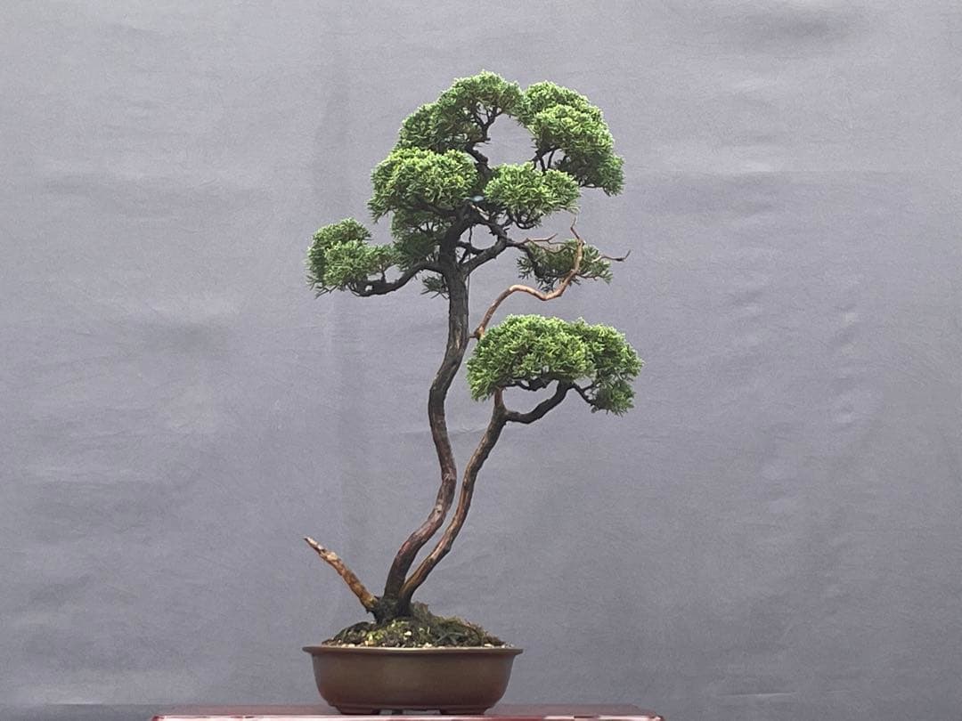 三河盆栽　紀州真柏　盆栽