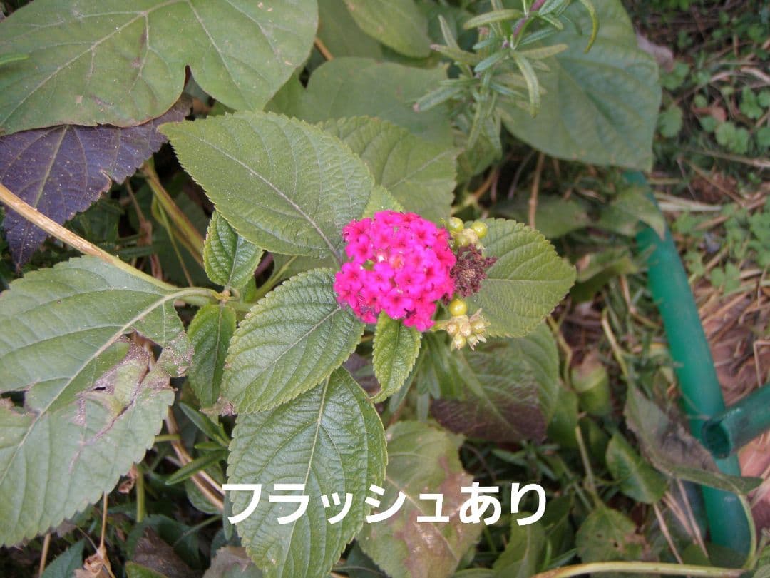 OLYMPUS μ　1050SW デジタルカメラ