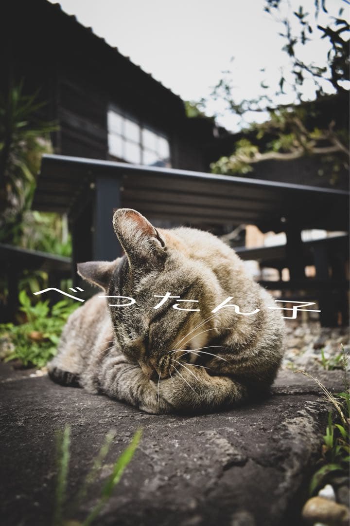 デジタルカメラ Nikon D5600