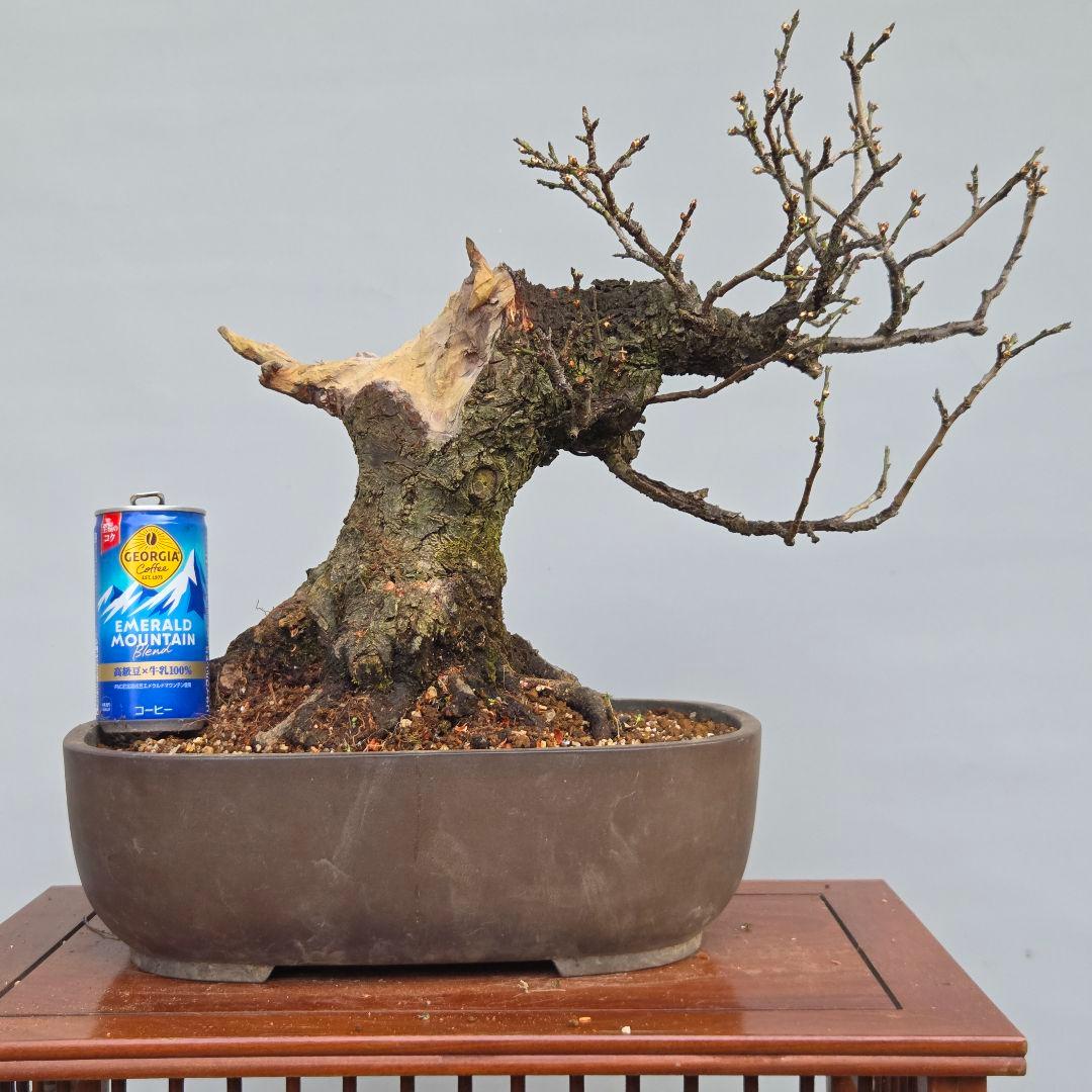 野梅　[舎利幹舎木]　　梅/中品盆栽