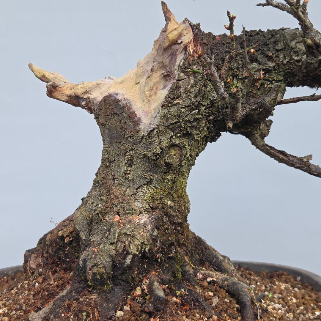 野梅　[舎利幹舎木]　　梅/中品盆栽