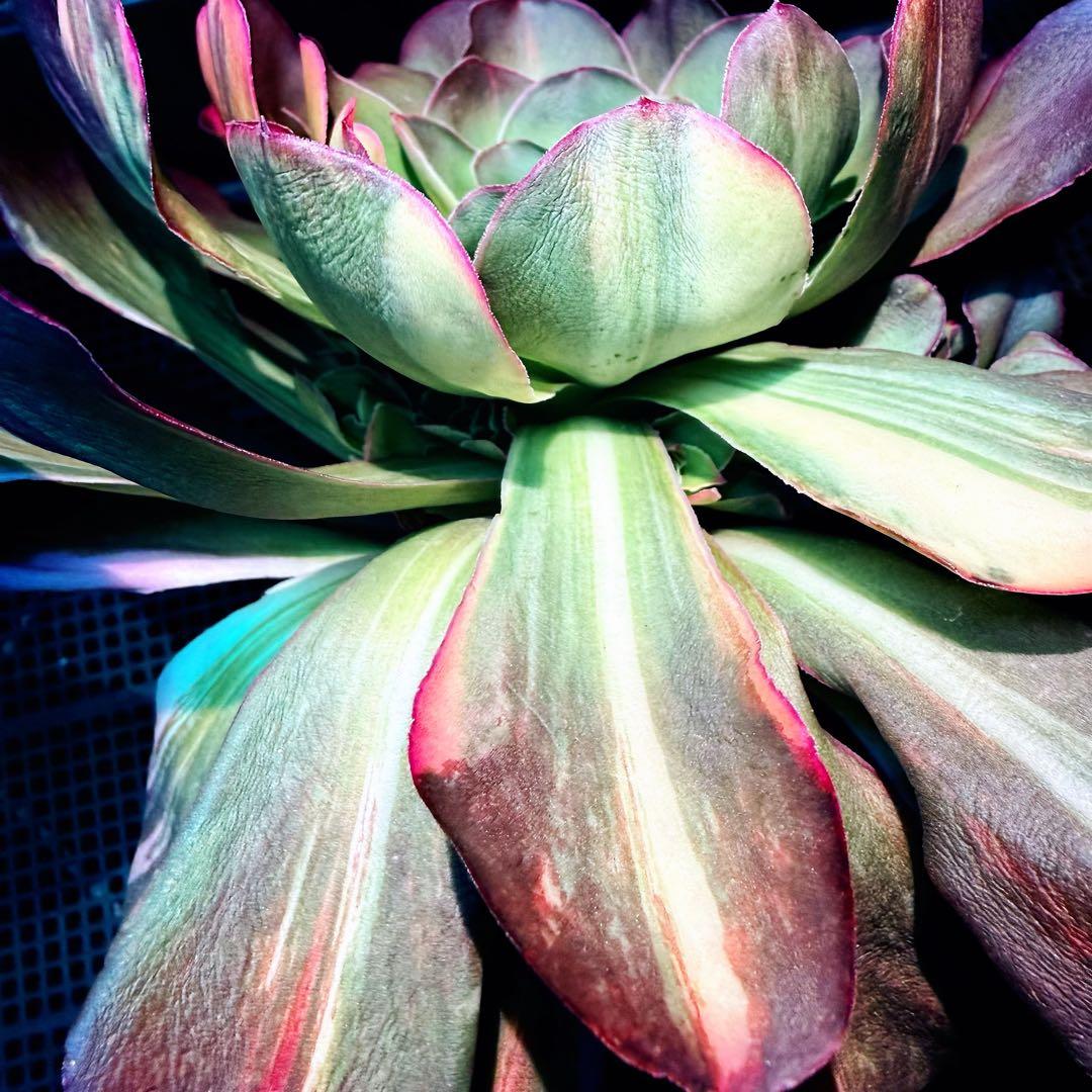 日本初上陸　超希少 新品種　魅彩神皇 錦　(群生) 法師錦　観葉植物