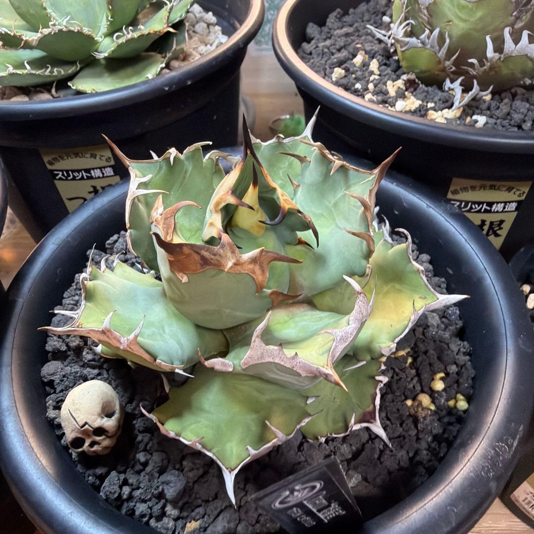 た*ね様 アガベ 5株セット